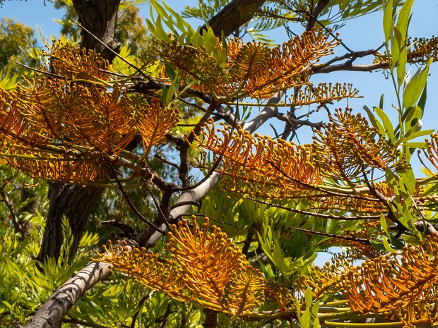 Гревиллея крупная - Grevillea robusta