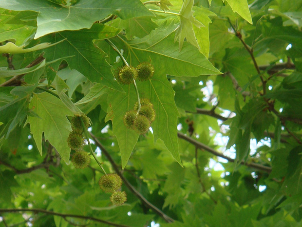 Платановые - Platanaceae The Platanaceae are a family of flowering plants belonging to the order Proteales. This family has been recognized by...