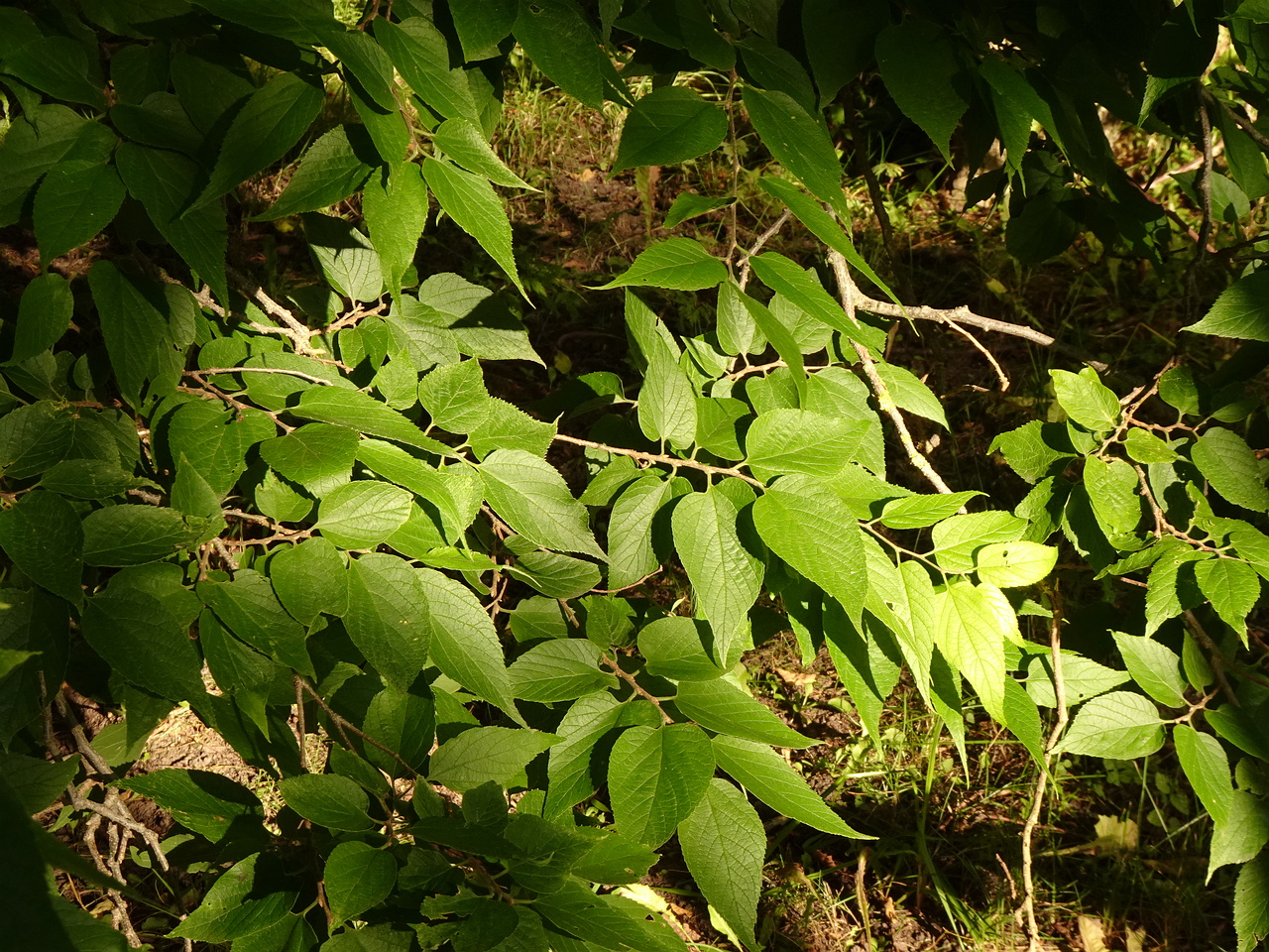 DSC05555