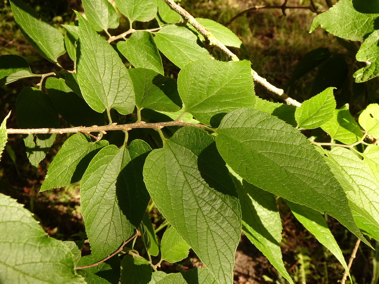 DSC05557