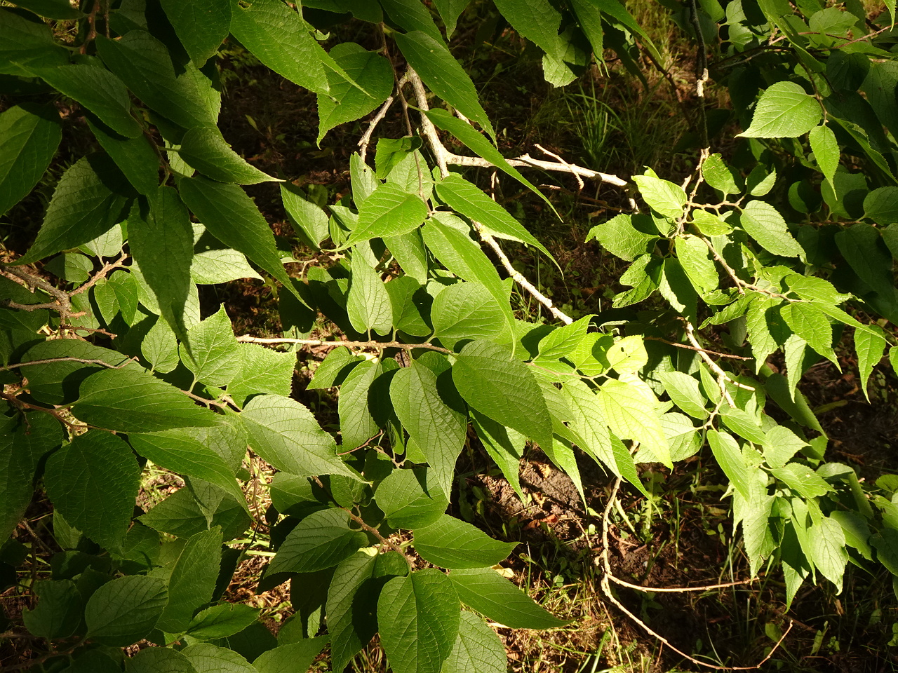 DSC05558