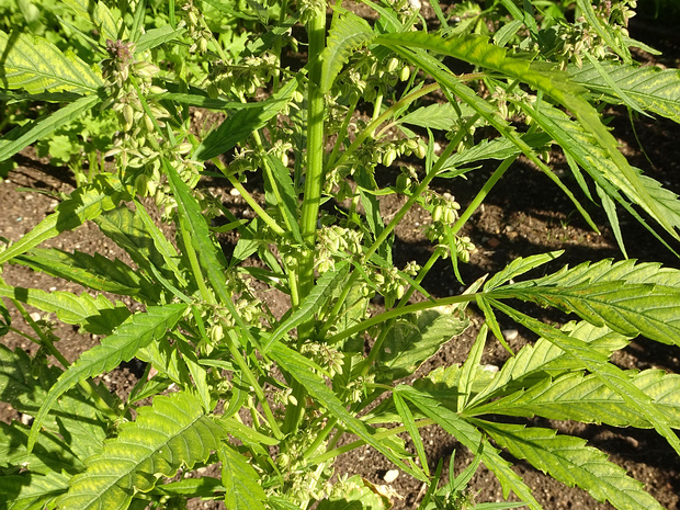 Конопля обыкновенная 'Финнола' - Cannabis sativa 'Finnola'