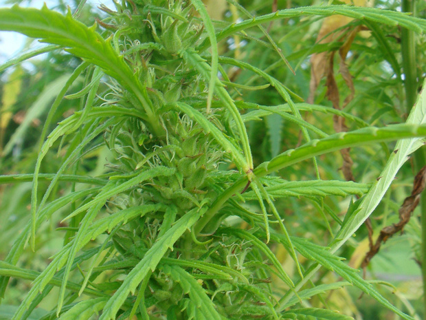 Конопля обыкновенная 'USO-31' - Cannabis sativa 'USO-31'