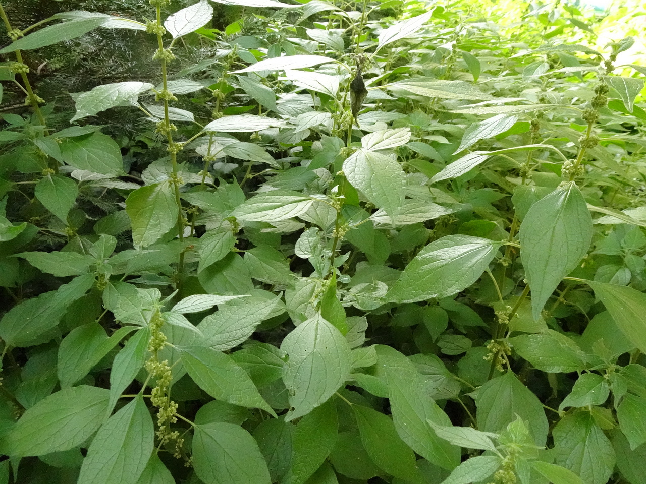 DSC01729