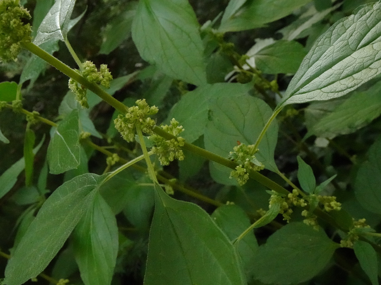 DSC01731