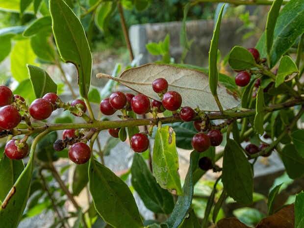 Жостер вечнозелёный - Rhamnus alaternus