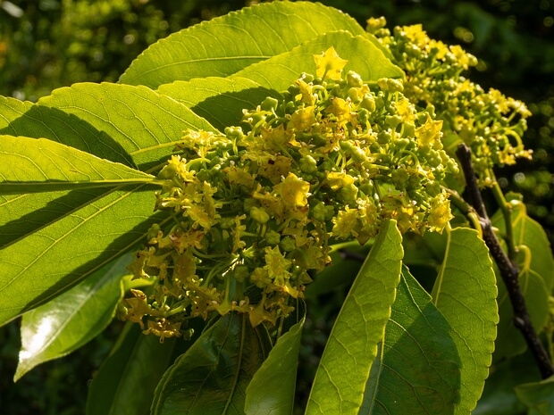 Палиурус ветвистейший - Paliurus ramosissimus