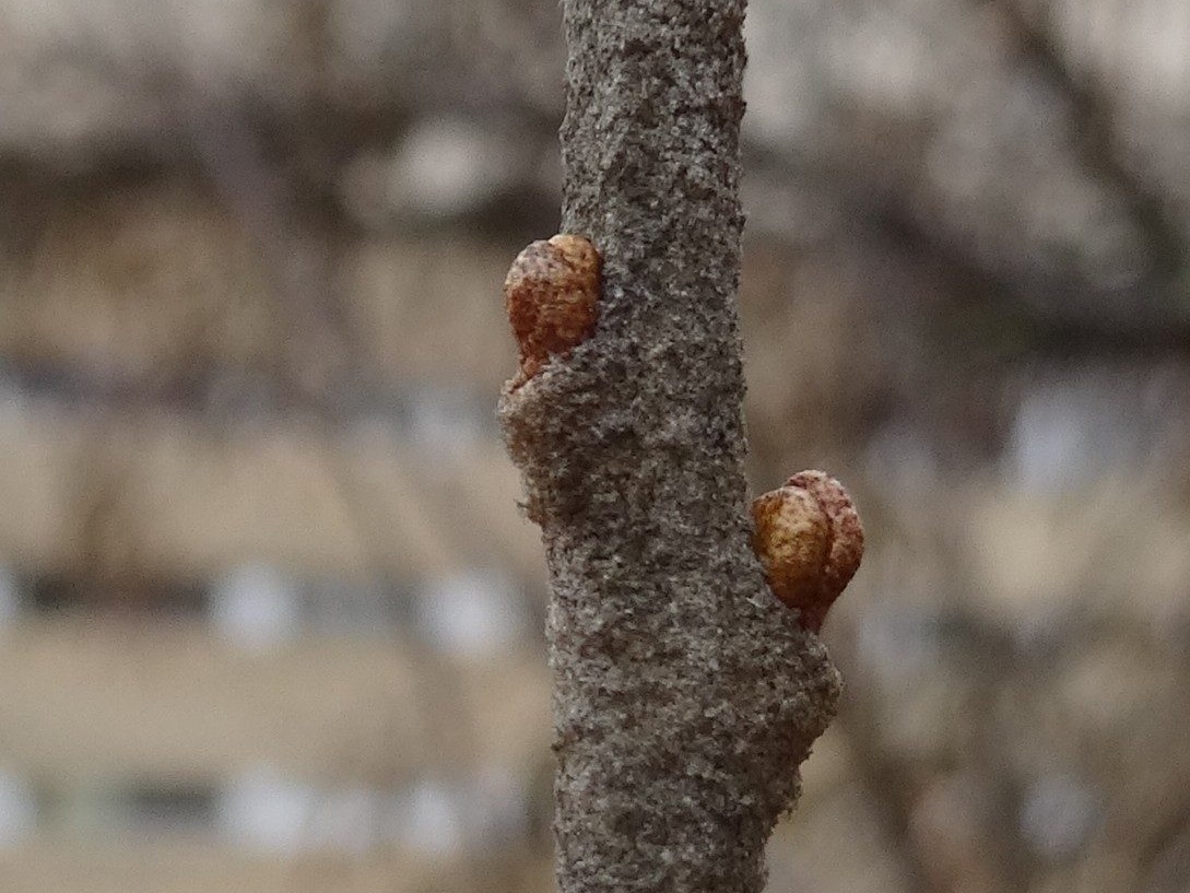 DSC01433_