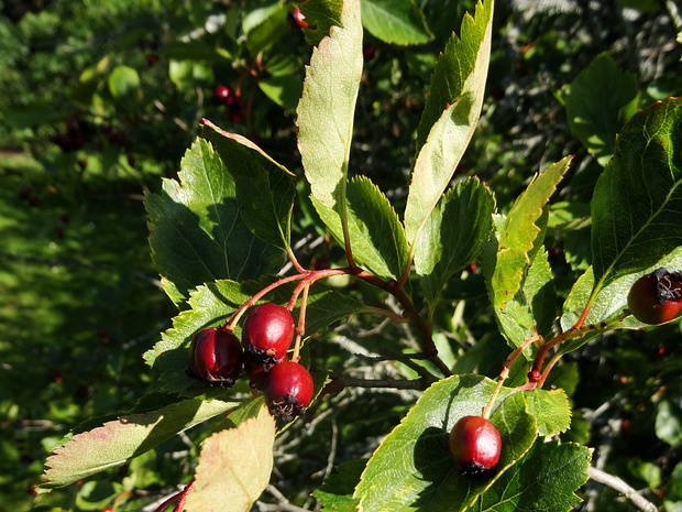 Боярышник вееровидный - Crataegus flabellata