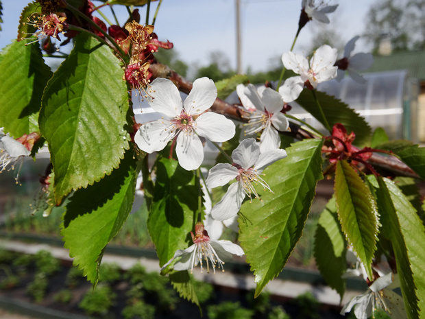 Вишня птичья - Prunus avium