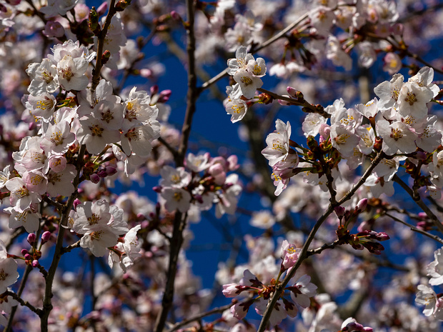 Вишня японская разн. курильская - Prunus nipponica var. kurilensis