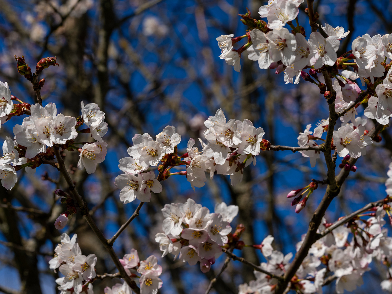 prunus-kurilensis_2025-04-26_1-1