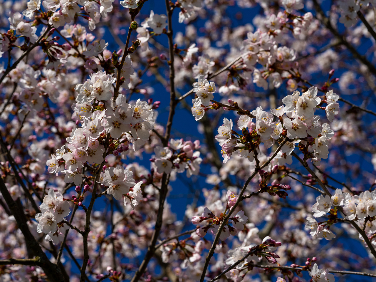 prunus-kurilensis_2025-04-26_1-5