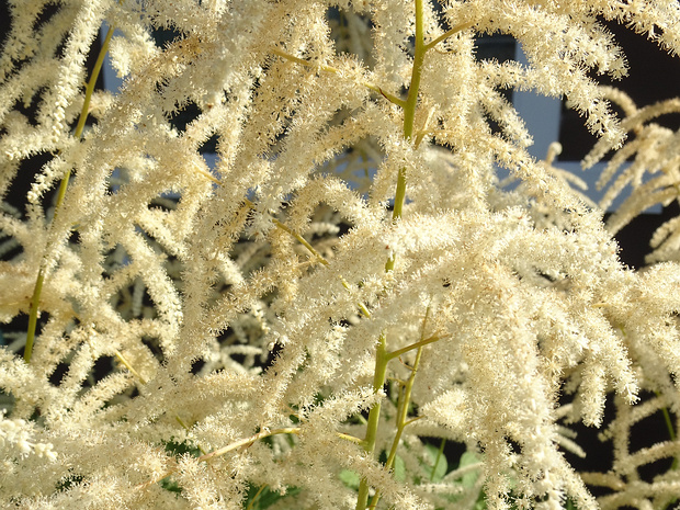 Волжанка обыкновенная - Aruncus vulgaris