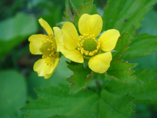 Гравилат крупнолистный - Geum macrophyllum