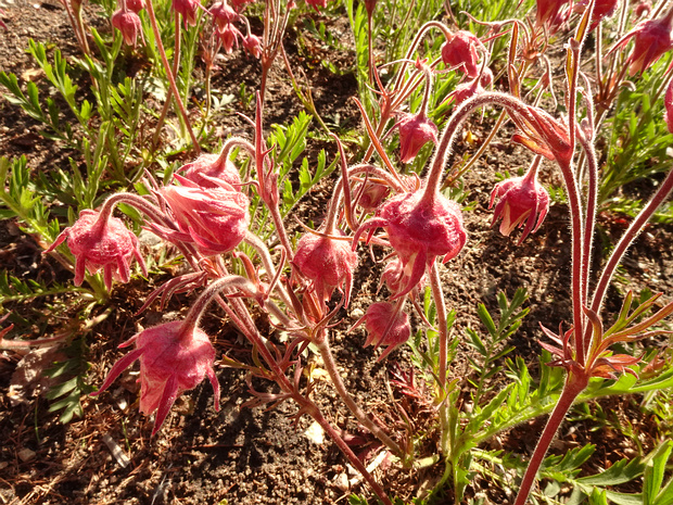Гравилат трехцветковый - Geum triflorum
