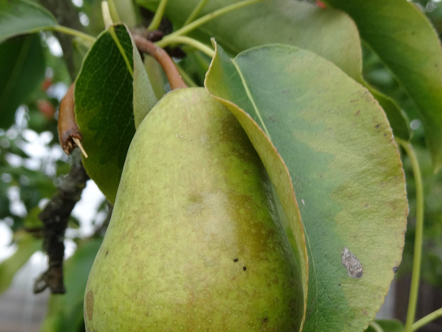 Груша обыкновенная - Pyrus communis