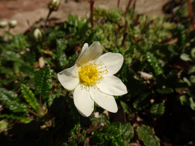 Дриада восьмилепестная - Dryas octopetala