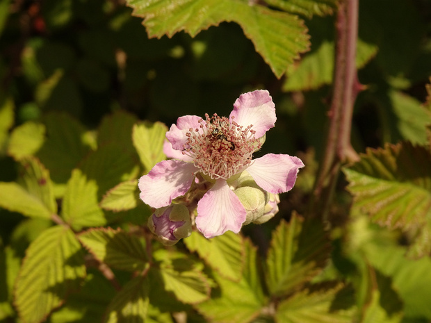 Ежевика вязолистная - Rubus ulmifolius