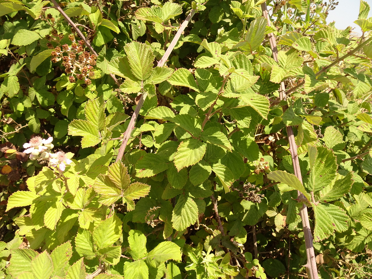 DSC03448