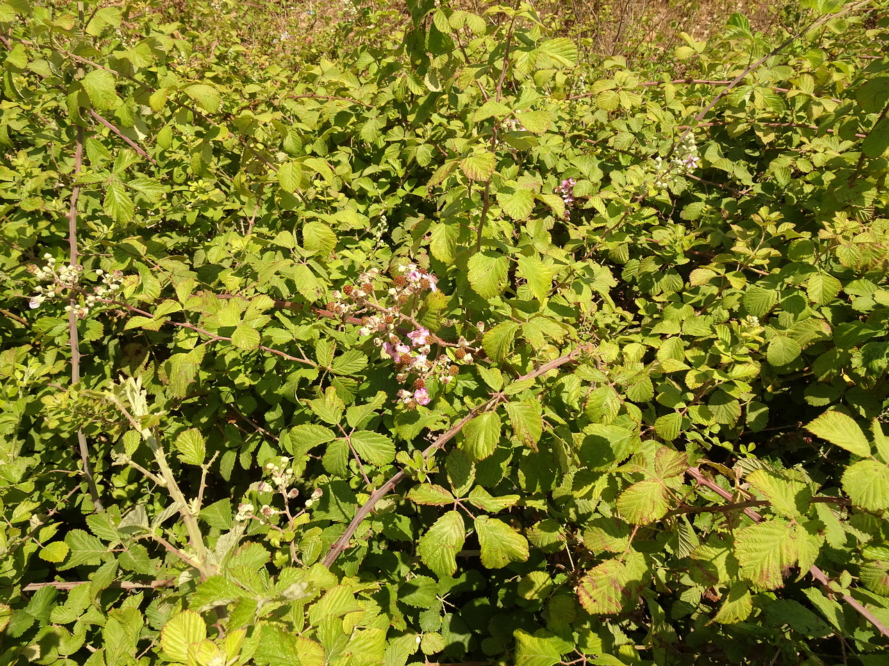 DSC03454