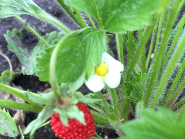 Земляника альпийская - Fragaria vesca var. alpina