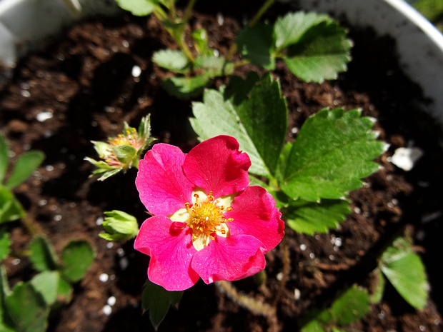 Земляника ампельная 'Тоскана' - Fragaria x ananassa 'Toscana'