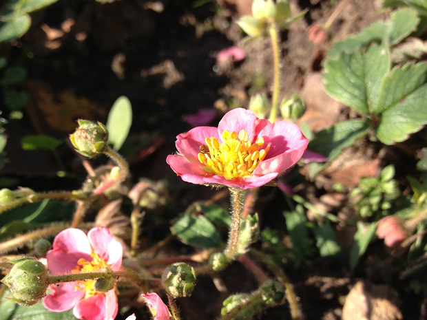 Земляника гибридная розовая форма - Fragaria x ananassa f. rosea