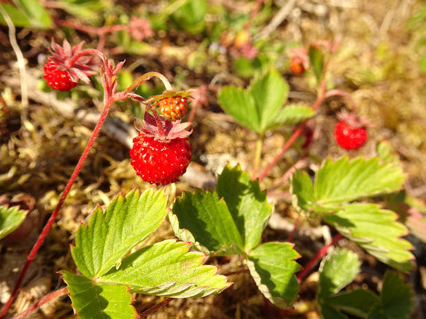 Земляника лесная - Fragaria vesca