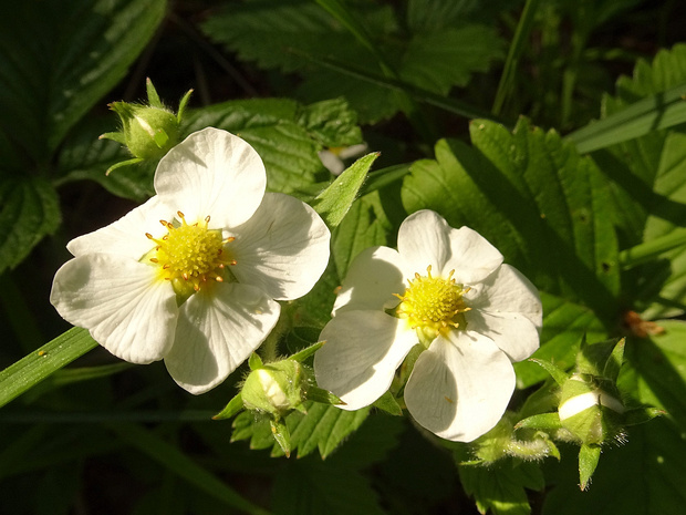 Земляника мускусная, Клубника, Шпанка - Fragaria moschata