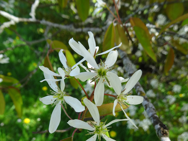 Ирга гладкая - Amelanchier laevis