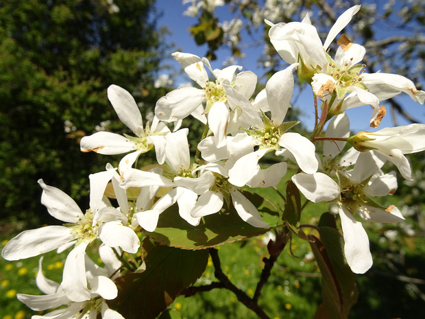 Ирга кроваво-красная - Amelanchier sanguinea