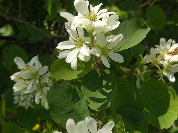 Ирга ольхолистная - Amelanchier alnifolia