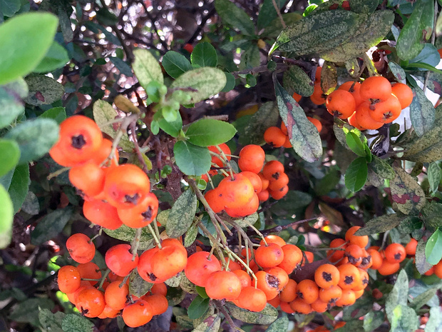 Кизильник Дамнера - Cotoneaster dammeri