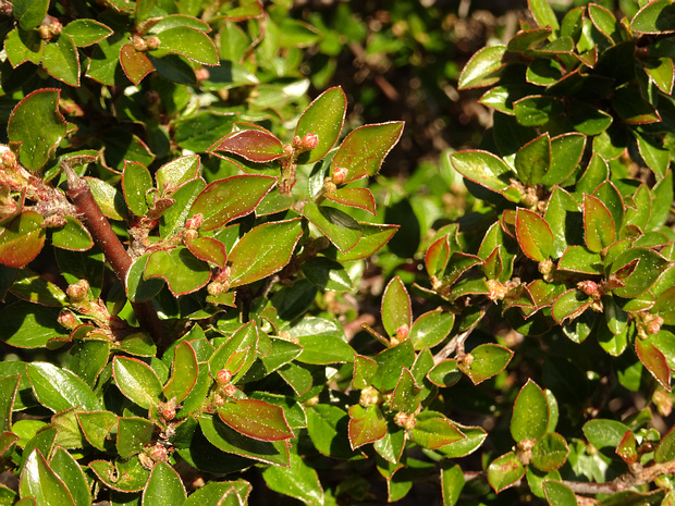 Кизильник блестящий - Cotoneaster lucidus