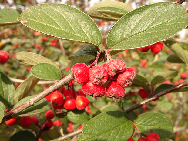 Кизильник небродийский - Cotoneaster nebrodensis
