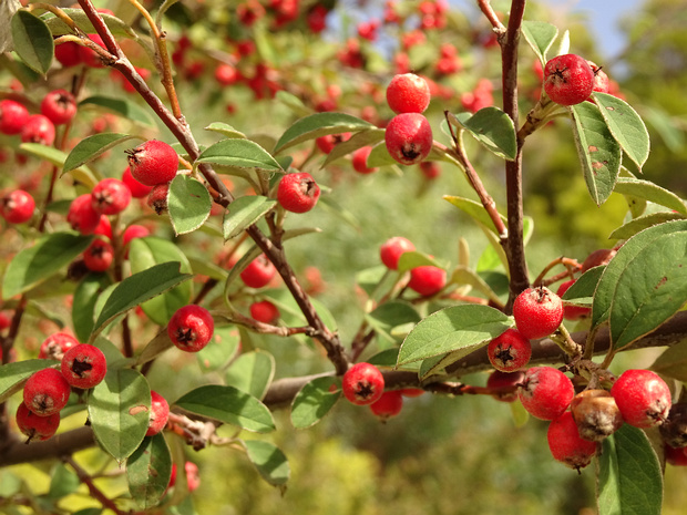 Кизильник плёнчатый - Cotoneaster pannosus