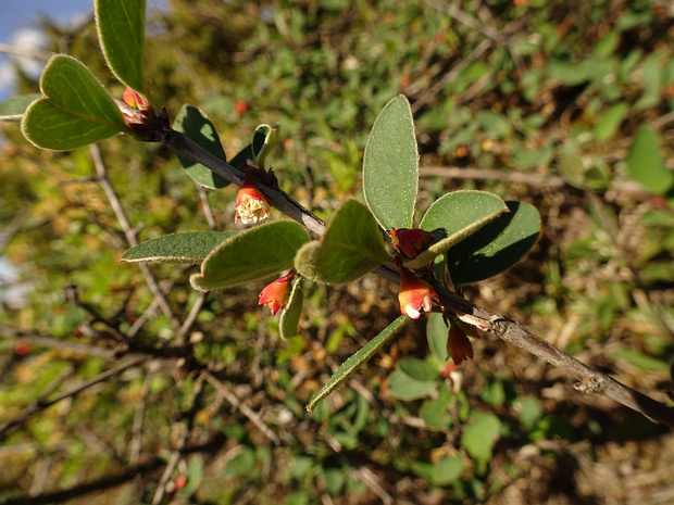 Кизильник скандинавский - Cotoneaster scandinavicus