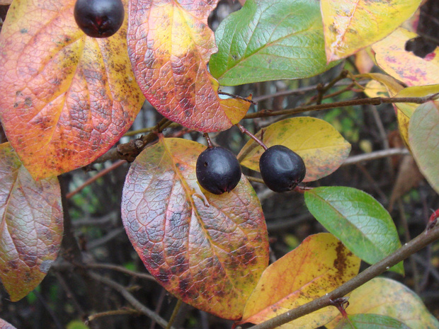 Кизильник черный - Cotoneaster melanocarpus