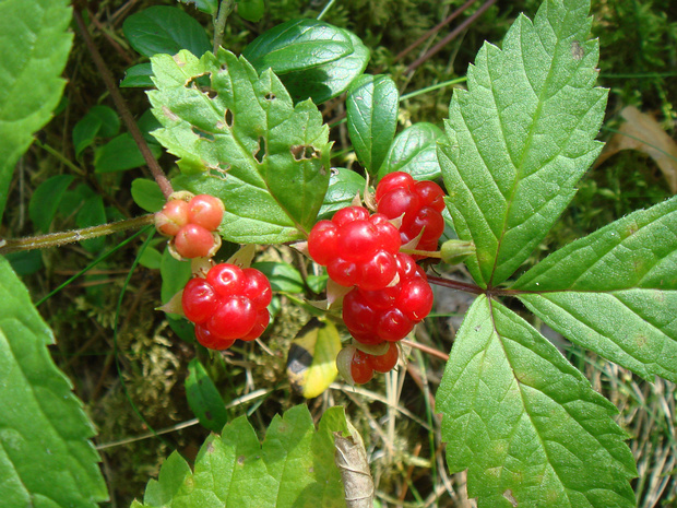 Костяника каменистая - Rubus saxatilis