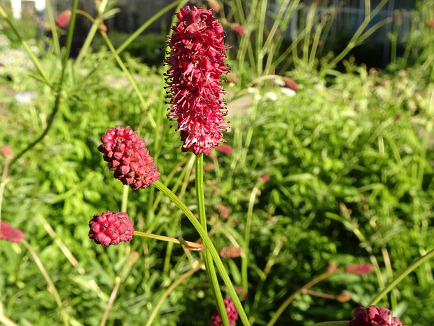Кровохлёбка лекарственная - Sanguisorba officinalis
