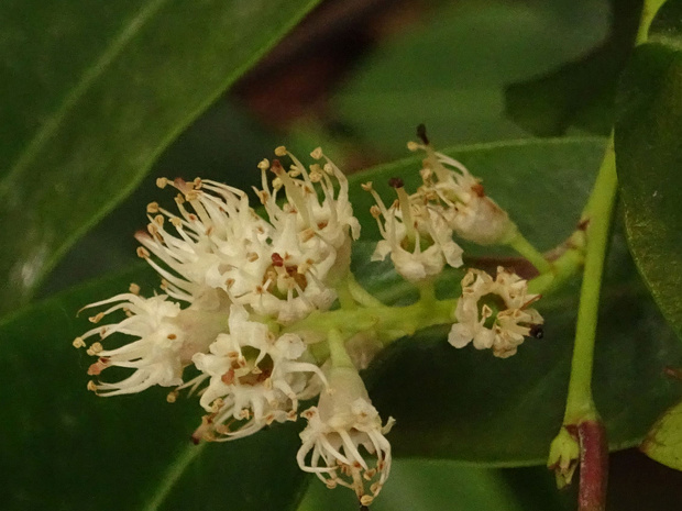 Лавровишня каролинская - Prunus caroliniana