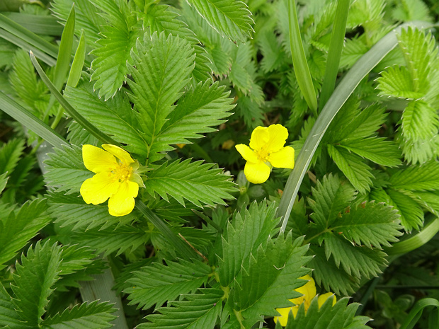 Лапчатка Кранца - Potentilla crantzii