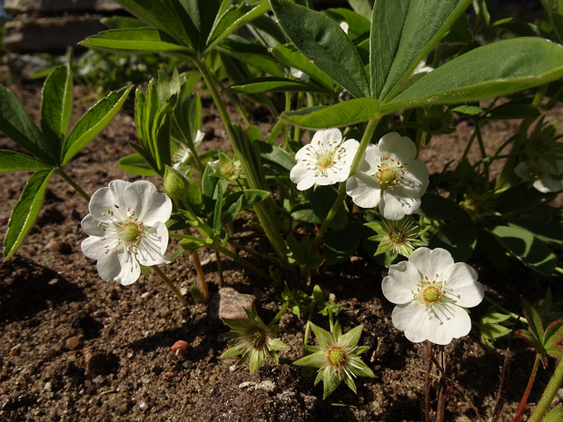 Лапчатка белая - Potentilla alba