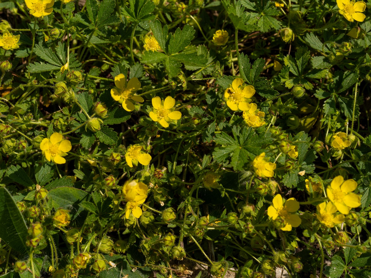 Potentilla verna _2025-06-01_1-1