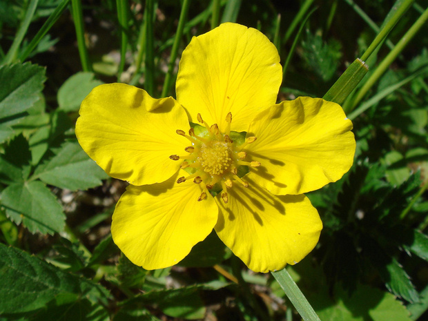 Лапчатка гусиная - Potentilla anserina