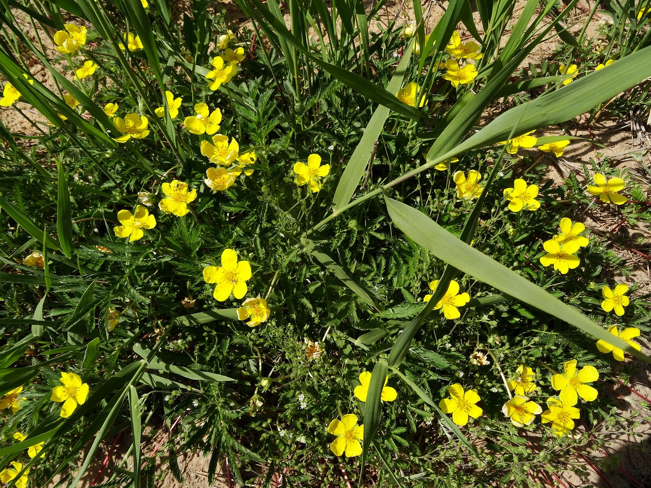 DSC00287