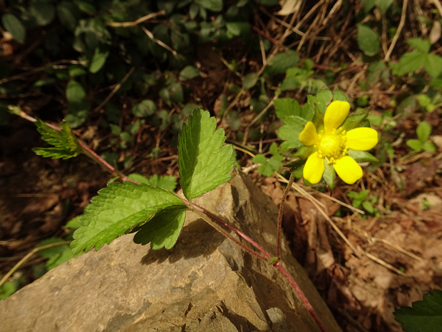 Лапчатка индийская, Дюшенея - Duchesnea indica