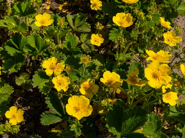 Лапчатка крупноцветковая - Potentilla megalantha