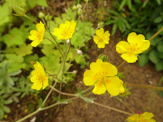 Лапчатка лошадиная - Potentilla hippiana